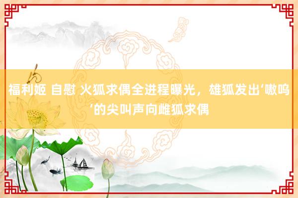 福利姬 自慰 火狐求偶全进程曝光，雄狐发出‘嗷呜’的尖叫声向雌狐求偶