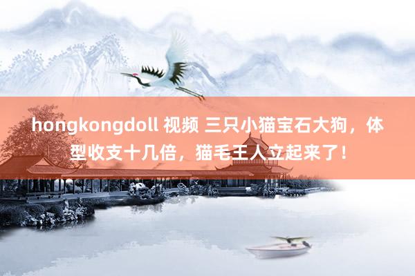 hongkongdoll 视频 三只小猫宝石大狗，体型收支十几倍，猫毛王人立起来了！